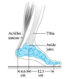 Tibia Duality