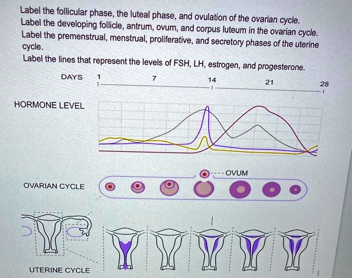 SOLVEDLabel the follicular phase, the luteal phase, and ovulation of