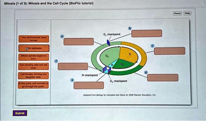 SOLVED: Texts: Mitosis 1 of 3 Mitosis and the Cell Cycle BioFlix