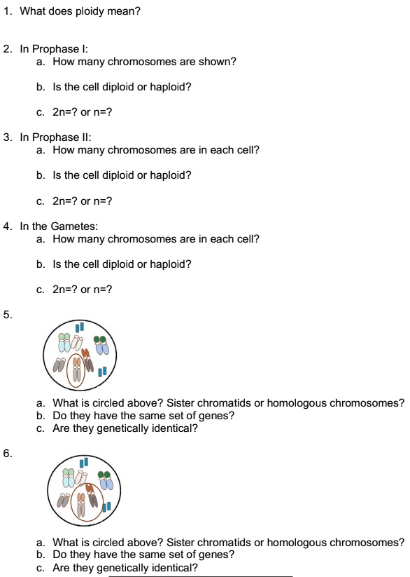 SOLVED What Does Ploidy Mean In Prophase How Many Chromosomes Are solved-what-does-ploidy-mean-in-prophase-how-many-chromosomes-are