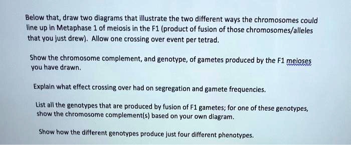 Below that, draw two diagrams that illustrate the two different ways the chromosomes could line up in Metaphase 1 of meiosis in the F1 (product of fusion of those chromosomes/alleles that you just drew). Allow one crossing over event per tetrad.

Show the chromosome complement, and genotype, of gametes produced by the F1 meioses you have drawn.

Explain what effect crossing over had on segregation and gamete frequencies.

List all the genotypes that are produced by fusion of F1 gametes; for one of these genotypes, show the chromosome complement(s) based on your own diagram.

Show how the different genotypes produce just four different phenotypes.