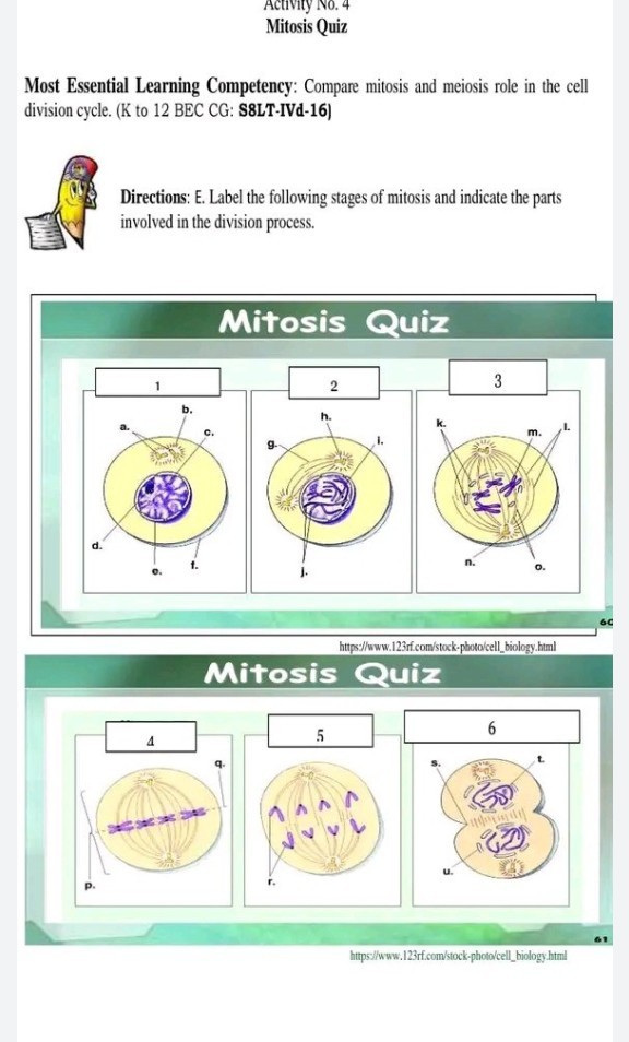 Activity N0.4 Mitosis Quiz Most Essential Learning Competency: Compare ...