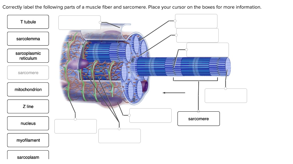 SOLVED Correctly label the following parts of a muscle fiber and