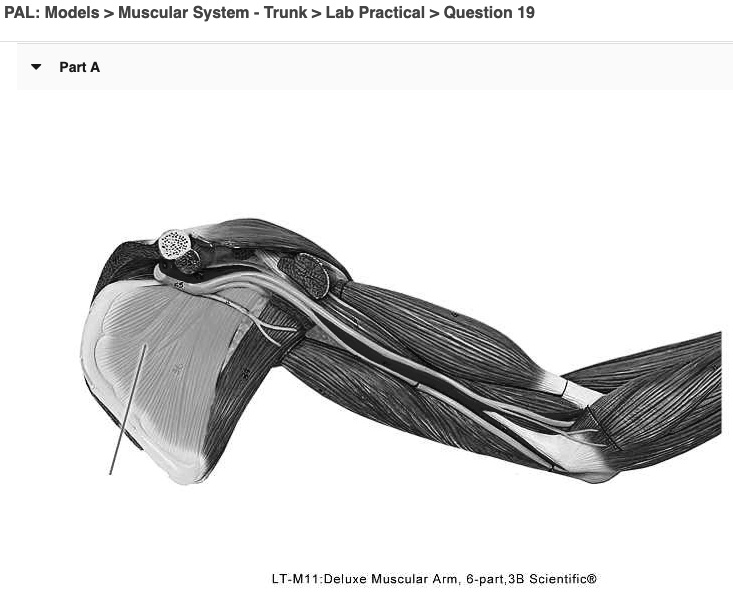 Solved Identify The Highlighted Muscle Pal Models Muscular System