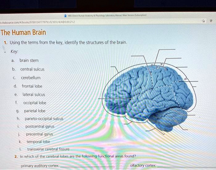 Solved The Human Brain Using The Terms From The Key Identify The