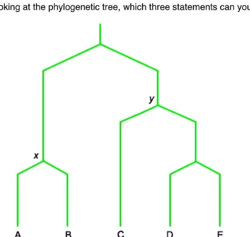 Looking at the phylogenetic tree, which three statements can you
x
y
A
B
C
D
E