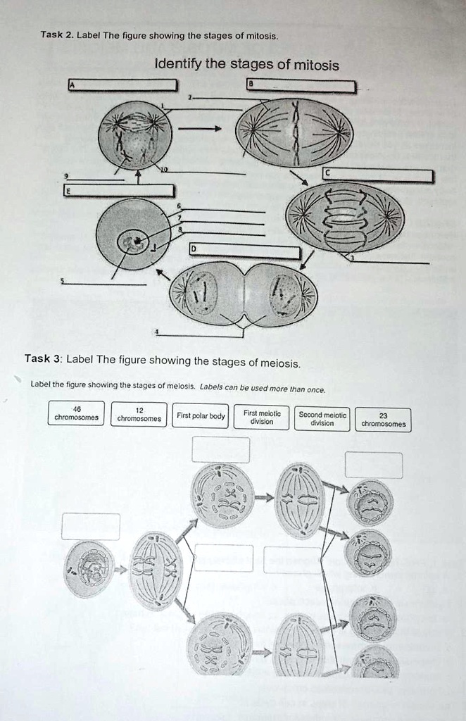 Task 2. Label The figure showing the stages of mitosis. Identify the ...