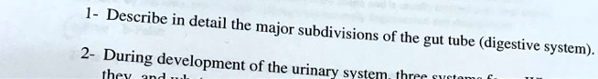 1- Describe in detail the major subdivisions of the gut tube (digestive system).
2- During development of the urinary system, three systems fo
they and wh