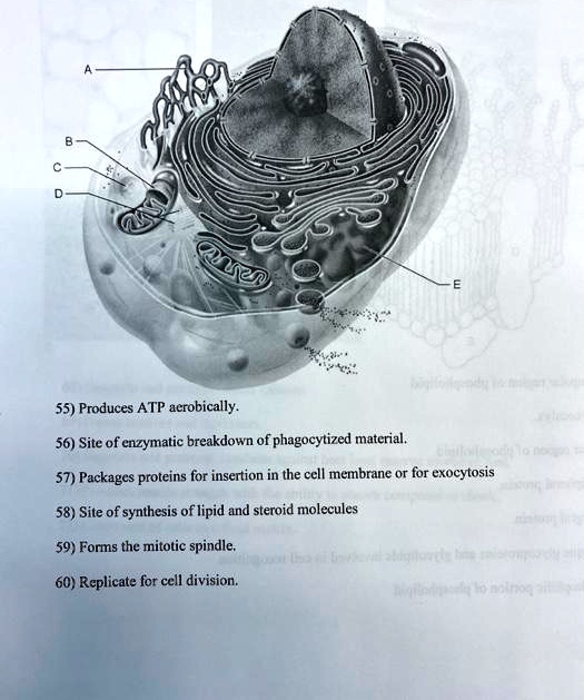 55) Produces ATP aerobically. 56) Site of enzymatic breakdown of 