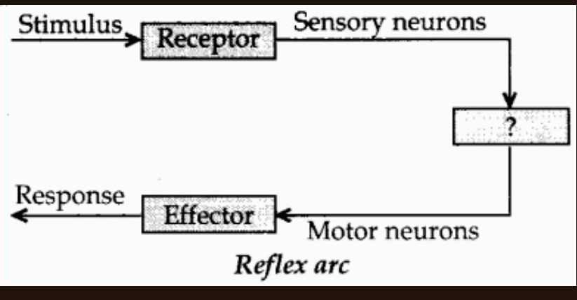 Diagram of a Reflex arc with the following labels: Stimulus -> Receptor ...