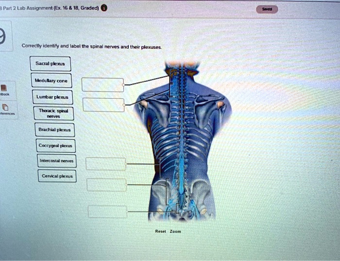 Solved Part 2 Lab Assignment Ex 16 18 Graded Correctly Identify And Label The Spinal Nerves 9150