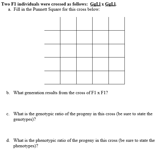 Two F1 individuals were crossed as follows: GgLl x GgLl.
a. Fill in the Punnett Square for this cross below:
b. What generation results from the cross of F1 x F1?
c. What is the genotypic ratio of the progeny in this cross (be sure to state the
genotypes)?
d. What is the phenotypic ratio of the progeny in this cross (be sure to state the
phenotypes)?