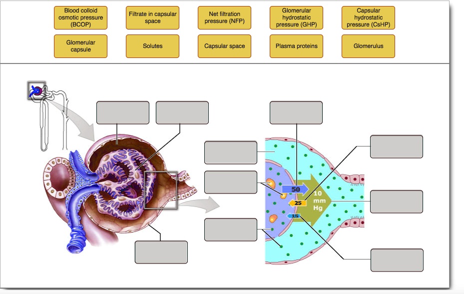SOLVED Blood colloid osmotic pressure (BCOP) Filtrate in capsular