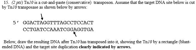 SOLVED: (2 pts) Tnlo is cut-and-paste conservative) transposon Assume ...