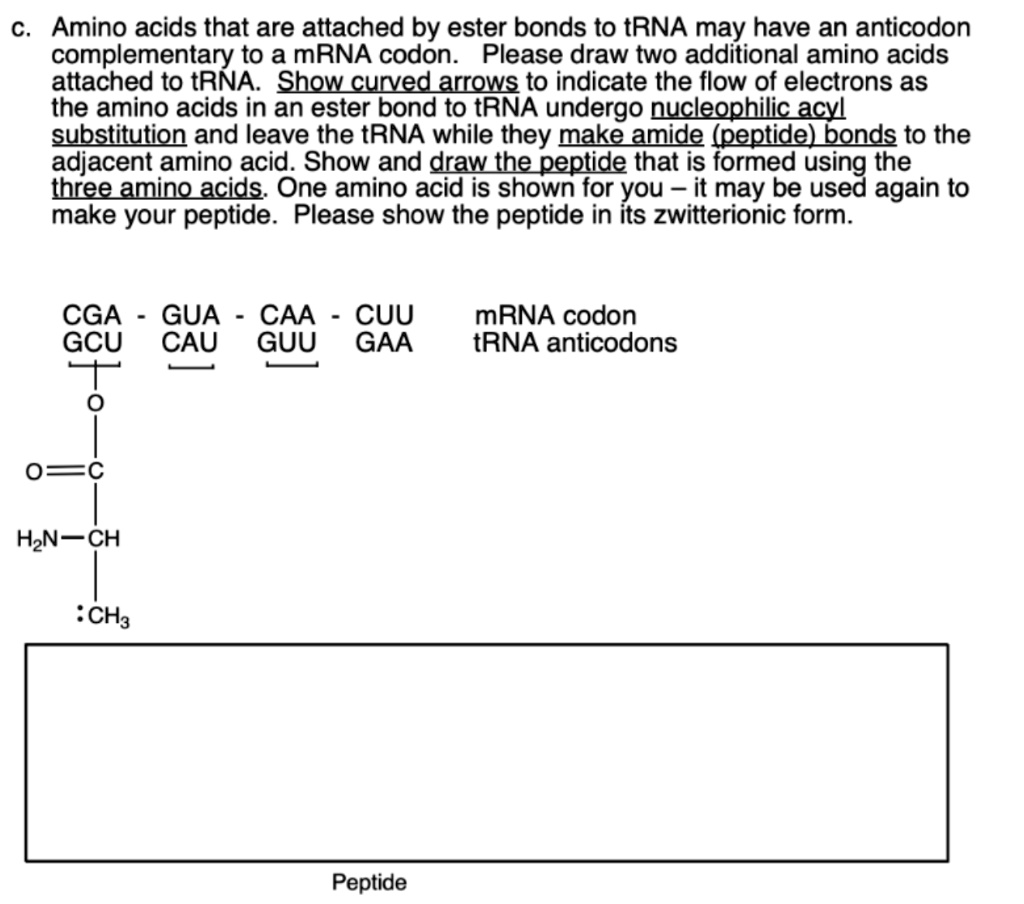 SOLVED C. Amino acids that are attached by ester bonds to tRNA may
