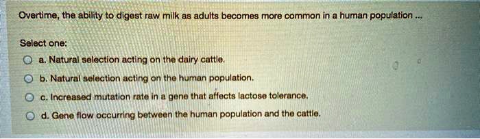 Overtime, the ability to digest raw milk as adults becomes more common in a human population ...

Select one:
a. Natural selection acting on the dairy cattle.
b. Natural selection acting on the human population.
c. Increased mutation rate in a gene that affects lactose tolerance.
d. Gene flow occurring between the human population and the cattle.