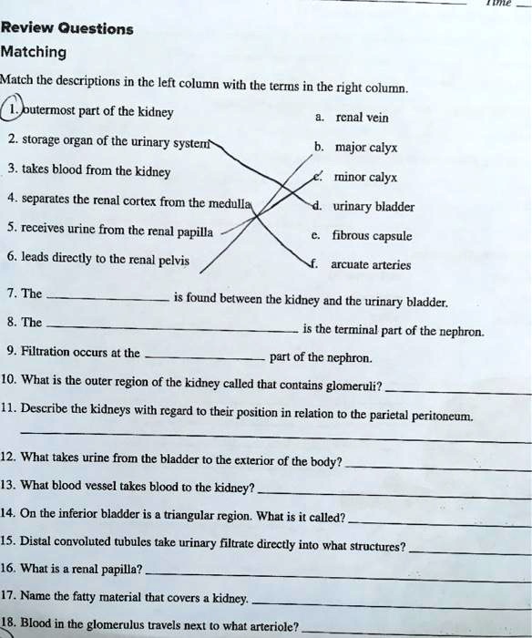 Review Questions
Matching
Match the descriptions in the left column with the terms in the right column.
1. outermost part of the kidney
a. renal vein
2. storage organ of the urinary system
b. major calyx
3. takes blood from the kidney
c. minor calyx
4. separates the renal cortex from the medulla
d. urinary bladder
5. receives urine from the renal papilla
e. fibrous capsule
6. leads directly to the renal pelvis
f. arcuate arteries
7. The  is found between the kidney and the urinary bladder.
8. The  is the terminal part of the nephron.
9. Filtration occurs at the  part of the nephron.
10. What is the outer region of the kidney called that contains glomeruli?
11. Describe the kidneys with regard to their position in relation to the parietal peritoneum.
12. What takes urine from the bladder to the exterior of the body?
13. What blood vessel takes blood to the kidney?
14. On the inferior bladder is a triangular region. What is it called?
15. Distal convoluted tubules take urinary filtrate directly into what structures?
16. What is a renal papilla?
17. Name the fatty material that covers a kidney.
18. Blood in the glomerulus travels next to what arteriole?