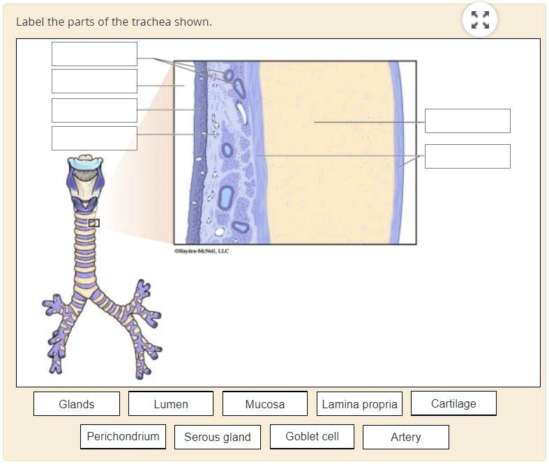 SOLVED: Label the parts of the trachea shown: - Glands - Lumen - Mucosa ...