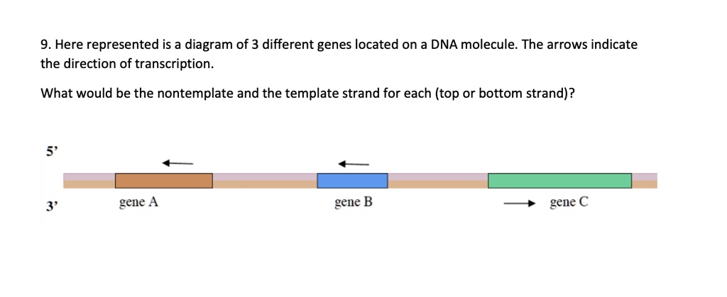 SOLVED: 9. Here represented is a diagram of 3 different genes located ...