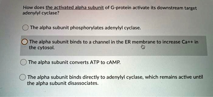 How does the activated alpha subunit of G-protein activate its downstream target adenylyl cyclase?
The alpha subunit phosphorylates adenylyl cyclase.
The alpha subunit binds to a channel in the ER membrane to increase Ca++ in the cytosol.
The alpha subunit converts ATP to cAMP.
The alpha subunit binds directly to adenylyl cyclase, which remains active until the alpha subunit disassociates.