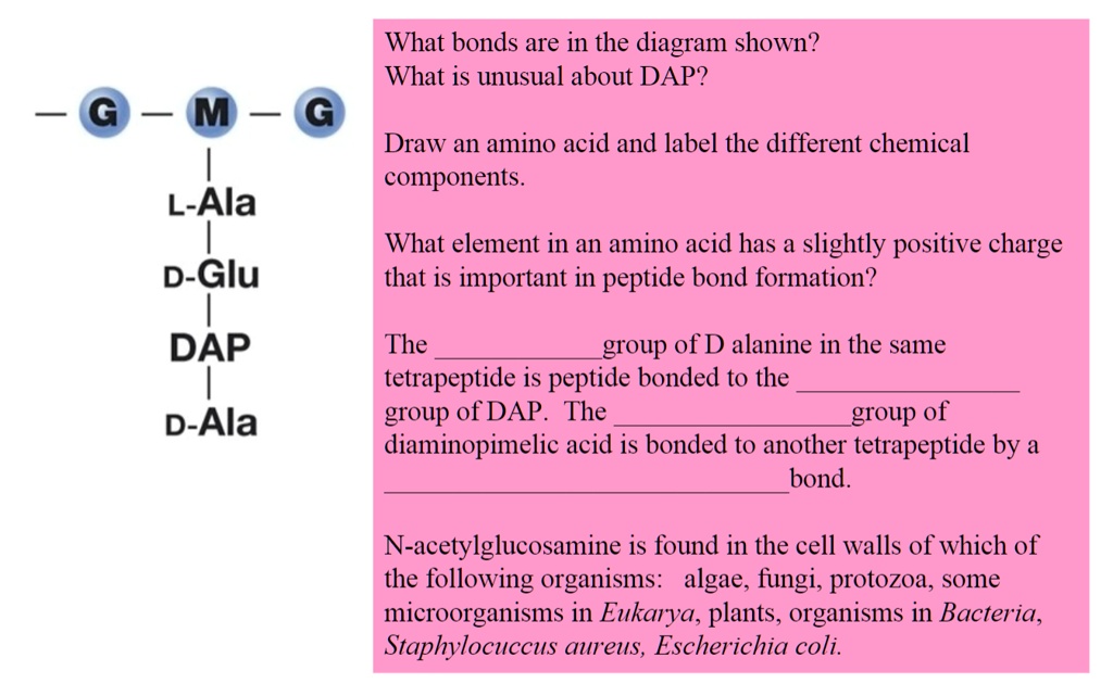 What bonds are in the diagram shown? What is unusual about DAP? Draw an ...