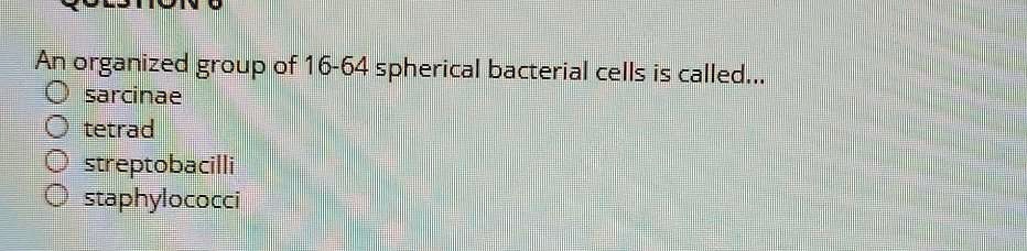 An organized group of 16-64 spherical bacterial cells is called...
sarcinae
tetrad
streptobacilli
staphylococci