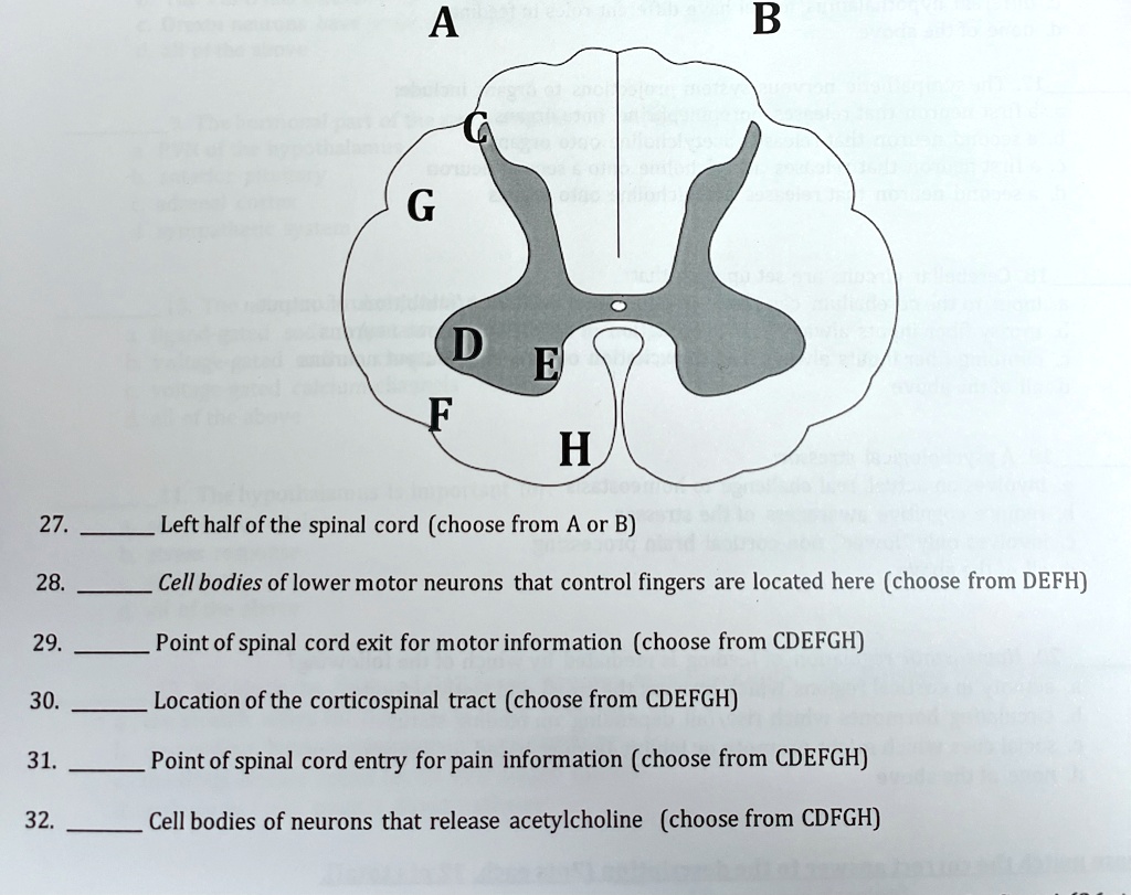 Cdfgh A B G D E F H 27. Left half of the spinal cord (choose from A or B) 28 ...