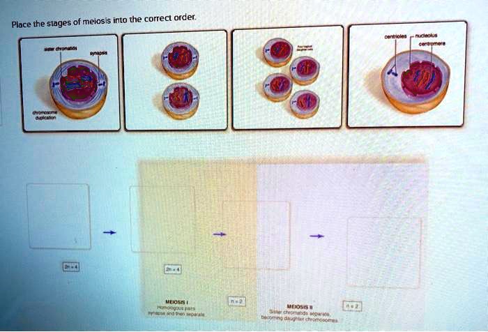 place-the-stages-of-meiosis-into-the-correct-order-solvedlib