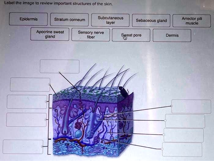 SOLVED: Label the image to review important structures of the skin ...