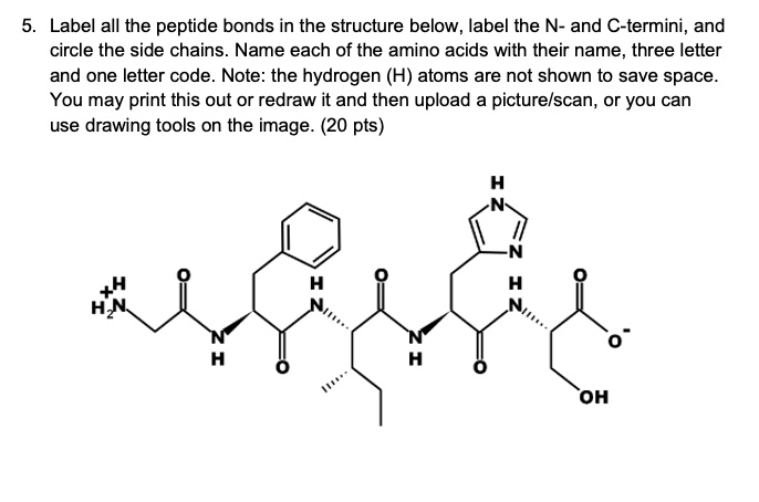 SOLVED: Label All The Peptide Bonds In The Structure Below, Label The N ...