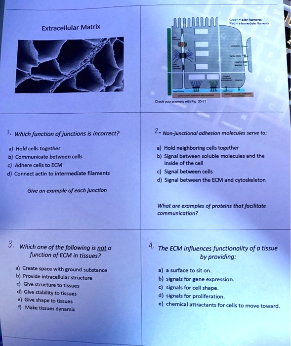 SOLVED Extracellular Matrix Which function of junctions is incorrect