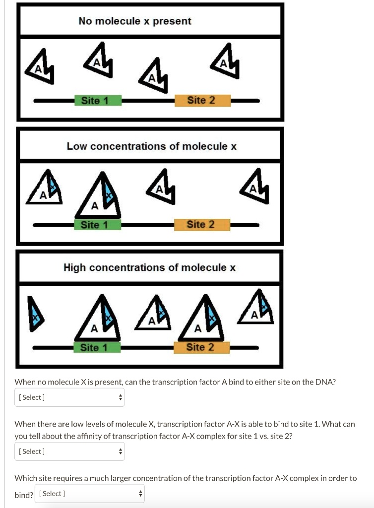 No molecule x present
A A A A
Site 1 Site 2
Low concentrations of molecule x
A A A A
Site 1 Site 2
High concentrations of molecule x
X A A A A
Site 1 Site 2
When no molecule X is present, can the transcription factor A bind to either site on the DNA?
[ Select ]
When there are low levels of molecule X, transcription factor A-X is able to bind to site 1. What can you tell about the affinity of transcription factor A-X complex for site 1 vs. site 2?
[ Select ]
Which site requires a much larger concentration of the transcription factor A-X complex in order to bind? [ Select ]