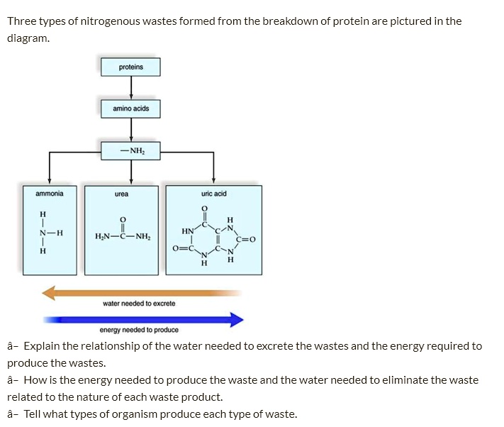 SOLVED Three types of nitrogenous wastes formed from the breakdown of