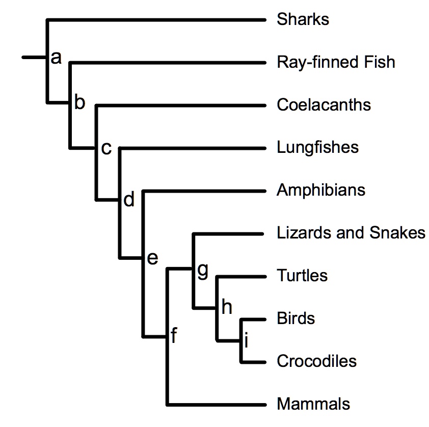 SOLVED:Sharks Ray-finned Fish Coelacanths Lungfishes Amphibians Lizards