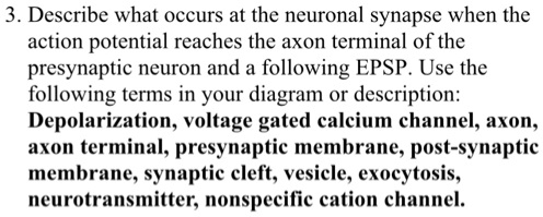 Describe what occurs at the neuronal synapse when the action potential reaches the axon terminal of the presynaptic neuron and a following EPSP. Use the following terms in your diagram or description: Depolarization, voltage gated calcium channel, axon, axon terminal, presynaptic membrane, post-synaptic membrane, synaptic cleft, vesicle, exocytosis, neurotransmitter, nonspecific cation channel.