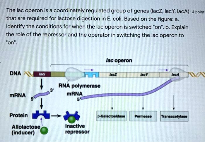 SOLVED: The lac operon is a coordinately regulated group of genes (lacZ ...