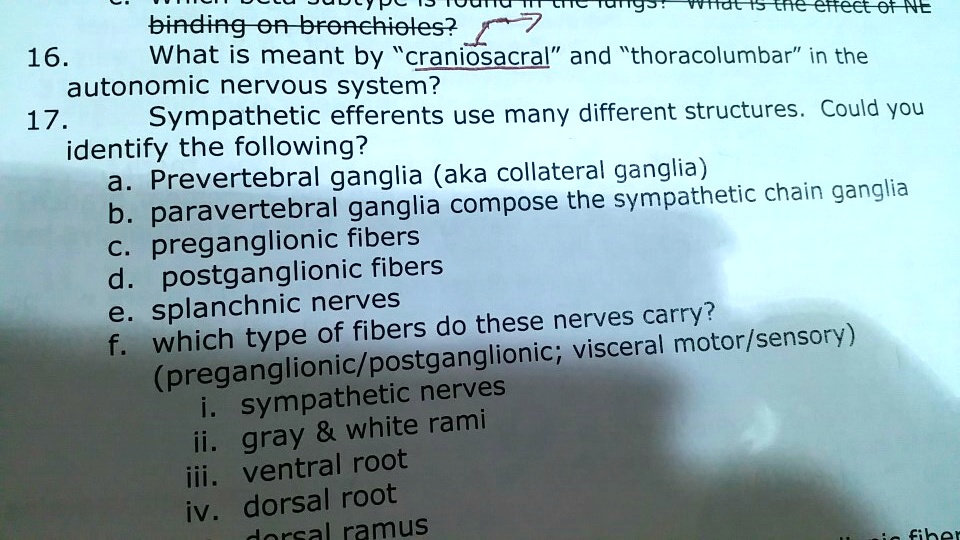 16. What is meant by "craniosacral" and "thoracolumbar" in the autonomic nervous system? 17. Sympathetic efferents use many different structures. Could you identify the following? a. Prevertebral ganglia (aka collateral ganglia) b. paravertebral ganglia compose the sympathetic chain ganglia c. preganglionic fibers d. postganglionic fibers e. splanchnic nerves f. which type of fibers do these nerves carry? (preganglionic/postganglionic; visceral motor/sensory) i. sympathetic nerves ii. gray     white rami iii. ventral root iv. dorsal root