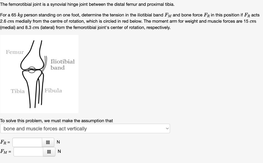 SOLVED: The femorotibial joint is a synovial hinge joint between the ...