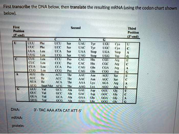 SOLVED First transcribe the DNA below, then translate the resulting