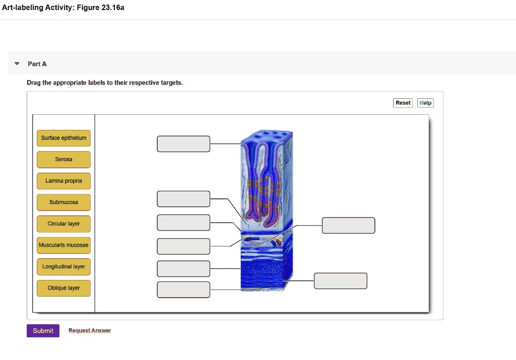 Solved Art Labeling Activity Figure A Part A Drag The Appropriate Labels To Their