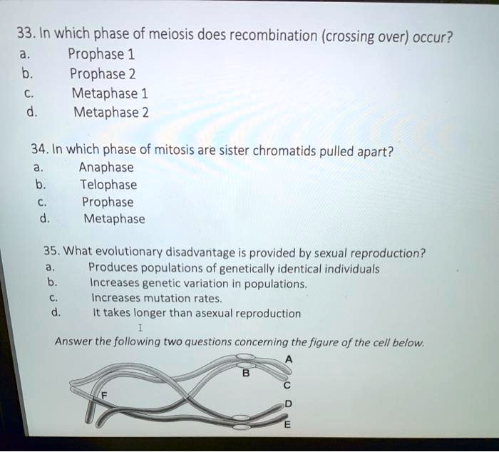 SOLVED: 33.In Which Phase Of Meiosis Does Recombination (crossing Over ...