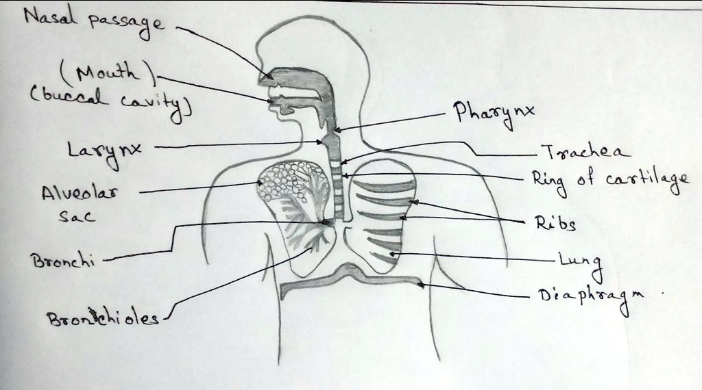 Draw a diagram of human respiratory system and label on it. - Sarthaks  eConnect | Largest Online Education Community