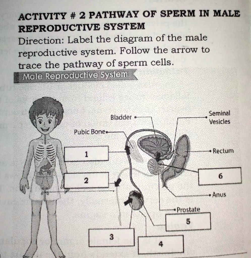 VIDEO solution: ACTIVITY #2: PATHWAY OF SPERM IN THE MALE REPRODUCTIVE ...