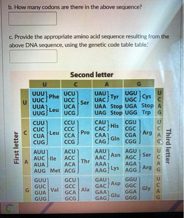 SOLVED: b. How many codons are there in the above sequence? c. Provide ...