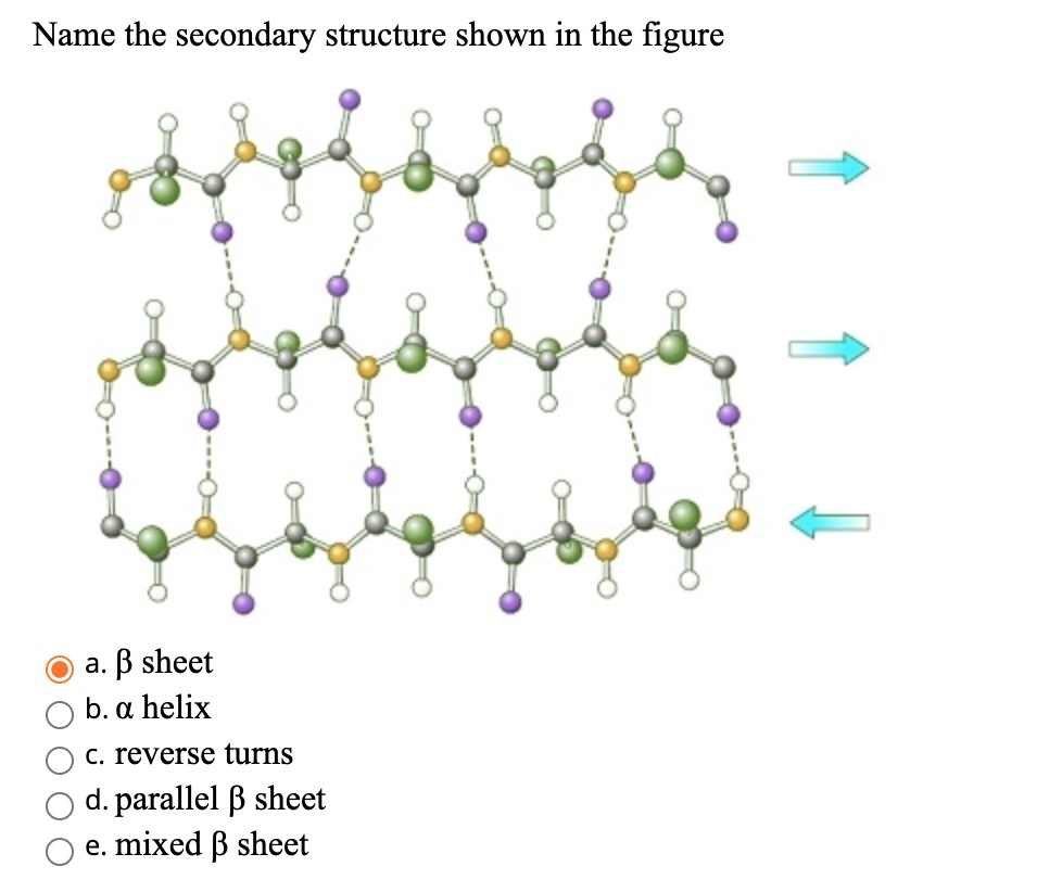SOLVED: Name the secondary structure shown in the figure a. B sheet b ...
