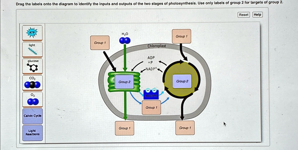 SOLVED: Drag the labels onto the diagram to identify the inputs and