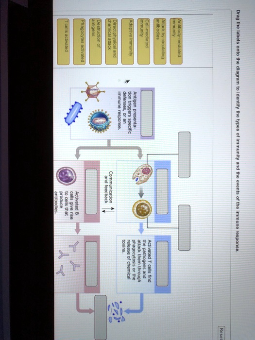 SOLVED: Drag the labels onto the diagram to identify the types of ...