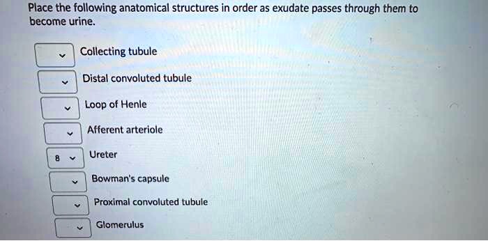 Place the following anatomical structures in order as exudate passes through them to
become urine.
Collecting tubule
Distal convoluted tubule
Loop of Henle
Afferent arteriole
Ureter
Bowman's capsule
Proximal convoluted tubule
Glomerulus