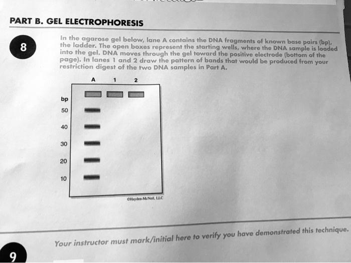 Part B Gel Electrophoresis In The Agarose Gel Below Lane Contains The ...