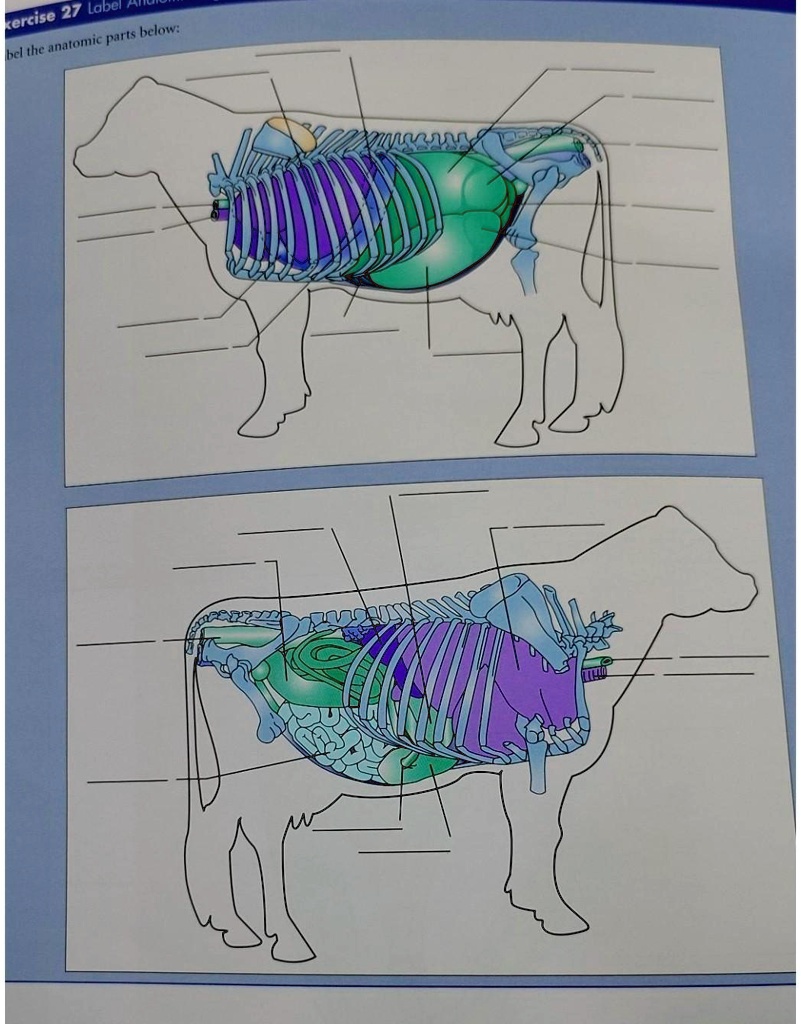 Cow Reticulum Texture Reticulum Labeled Vector Illustration Scheme Anatomical